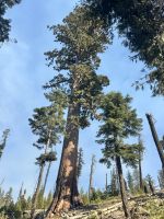 Mammutbaum im Yosemite N.P. &ndash; &copy; Thomas Krupp (Eberhardt TRAVEL)