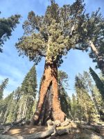 Mammutbaum im Yosemite N.P. &ndash; &copy; Thomas Krupp (Eberhardt TRAVEL)