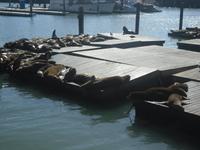 Seeroben am Pier 39 &ndash; &copy; Sylvia Sann (Eberhardt TRAVEL)