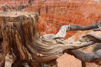 Wanderung am Bryce Canyon &ndash; &copy; Kristin Weigel (Eberhardt TRAVEL)
