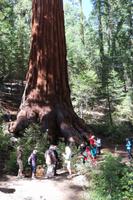 Wanderung zu den Mammutbäumen im Yosemite-Nationalpark &ndash; &copy; Kristin Weigel (Eberhardt TRAVEL)