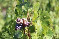 Weinanbau im Napa Valley Kalifornien &ndash; &copy; Kristin Weigel (Eberhardt TRAVEL)
