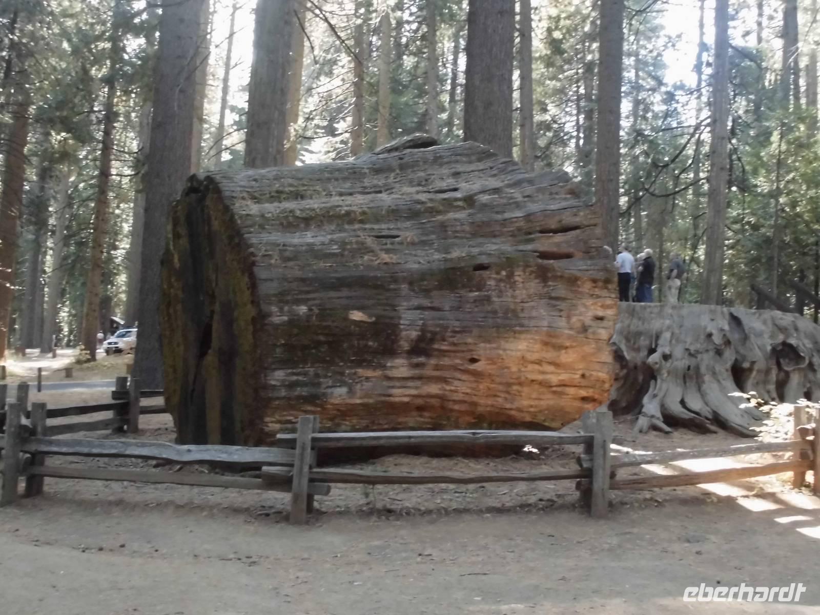 Calaveras Big Trees State Park &ndash; &copy; Anne Sturm (Eberhardt TRAVEL)