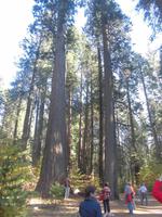 Calaveras Big Trees State Park &ndash; &copy; Anne Sturm (Eberhardt TRAVEL)