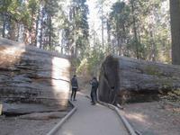Calaveras Big Trees State Park &ndash; &copy; Anne Sturm (Eberhardt TRAVEL)