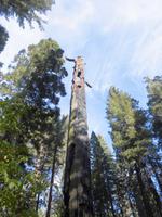 Calaveras Big Trees State Park &ndash; &copy; Anne Sturm (Eberhardt TRAVEL)