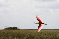 Everglades-Nationalpark &ndash; &copy; Astrid Kunath (Eberhardt TRAVEL)