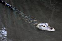 Everglades-Nationalpark &ndash; &copy; Astrid Kunath (Eberhardt TRAVEL)