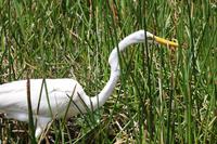 Everglades-Nationalpark &ndash; &copy; Astrid Kunath (Eberhardt TRAVEL)