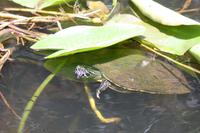 Everglades-Nationalpark &ndash; &copy; Astrid Kunath (Eberhardt TRAVEL)