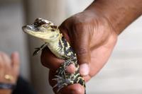 Everglades-Nationalpark &ndash; &copy; Astrid Kunath (Eberhardt TRAVEL)