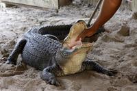 Everglades-Nationalpark &ndash; &copy; Astrid Kunath (Eberhardt TRAVEL)