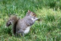 Amerikanisches Eichhörnchen &ndash; &copy; Astrid Kunath (Eberhardt TRAVEL)