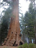 Sequoia-Nationalpark &ndash; &copy; Anett Scheffler (Eberhardt TRAVEL)