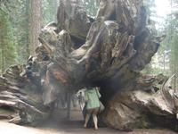 Sequoia-Nationalpark &ndash; &copy; Anett Scheffler (Eberhardt TRAVEL)