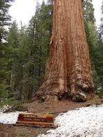Sequoia-Nationalpark &ndash; &copy; Anett Scheffler (Eberhardt TRAVEL)
