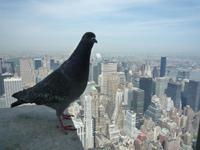 Blick vom Empire State Building (12) &ndash; &copy; Daniela Paulan (Eberhardt TRAVEL)