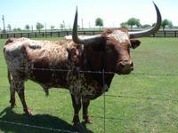 008-Southfork Ranch (20) &ndash; &copy; Anett Scheffler (Eberhardt TRAVEL)