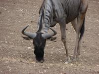 17-YO Ranch (14) &ndash; &copy; Anett Scheffler (Eberhardt TRAVEL)
