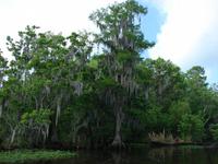 33-Swomp Tour Mississippi (10) &ndash; &copy; Anett Scheffler (Eberhardt TRAVEL)