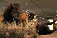 Buffalo Bill Center, Cody &ndash; &copy; Astrid Kunath (Eberhardt TRAVEL)