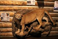 Buffalo Bill Center, Cody &ndash; &copy; Astrid Kunath (Eberhardt TRAVEL)