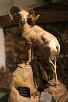 Buffalo Bill Center, Cody &ndash; &copy; Astrid Kunath (Eberhardt TRAVEL)