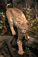 Buffalo Bill Center, Cody &ndash; &copy; Astrid Kunath (Eberhardt TRAVEL)