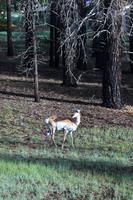 Wapiti &ndash; &copy; Astrid Kunath (Eberhardt TRAVEL)