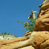 Zion-Nationalpark &ndash; &copy; Sylvia Sann (Eberhardt TRAVEL)