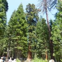 Yosemite-Nationalpark &ndash; &copy; Sylvia Sann (Eberhardt TRAVEL)