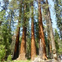 Yosemite-Nationalpark &ndash; &copy; Sylvia Sann (Eberhardt TRAVEL)