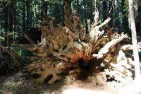 Wurzel eines Mammutbaumes &ndash; &copy; Marianne Förster (Eberhardt TRAVEL)