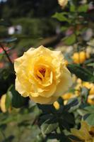 Rosengarten - Portland &ndash; &copy; Marianne Förster (Eberhardt TRAVEL)