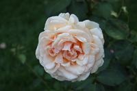 Rosengarten - Portland &ndash; &copy; Marianne Förster (Eberhardt TRAVEL)