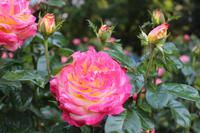 Rosengarten - Portland &ndash; &copy; Marianne Förster (Eberhardt TRAVEL)