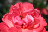 Rosengarten - Portland &ndash; &copy; Marianne Förster (Eberhardt TRAVEL)