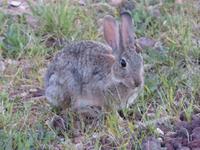 Wildhase &ndash; &copy; Maria Michel (Eberhardt TRAVEL)
