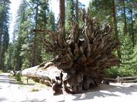 Yosemite Nationalpark &ndash; &copy; Maria Michel (Eberhardt TRAVEL)