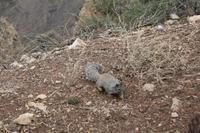 Chipmunk! &ndash; &copy; Elisa Müller (Eberhardt TRAVEL)