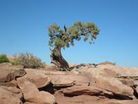 Dead Horse Point &ndash; &copy; Constanze Hölig (Eberhardt TRAVEL)