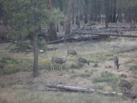 Rehe &ndash; &copy; Constanze Hölig (Eberhardt TRAVEL)