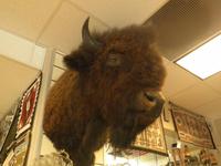 Bison &ndash; &copy; Constanze Hölig (Eberhardt TRAVEL)