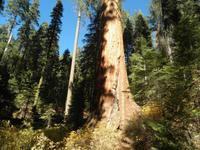 Sequoia Bäume &ndash; &copy; Constanze Hölig (Eberhardt TRAVEL)