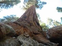 Sequoia Bäume &ndash; &copy; Constanze Hölig (Eberhardt TRAVEL)
