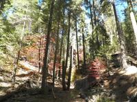 Sequoia Bäume &ndash; &copy; Constanze Hölig (Eberhardt TRAVEL)