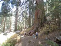 Sequoia Bäume &ndash; &copy; Constanze Hölig (Eberhardt TRAVEL)