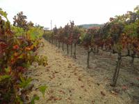 Napa Valley &ndash; &copy; Constanze Hölig (Eberhardt TRAVEL)
