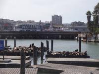 Robben am Pier 39 &ndash; &copy; Maria Drewans (Eberhardt TRAVEL)