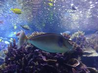 Maui Ocean Center - Nationalfisch von Hawaii - Humuhumunukunukuapua'a &ndash; &copy; Maria Drewans (Eberhardt TRAVEL)
